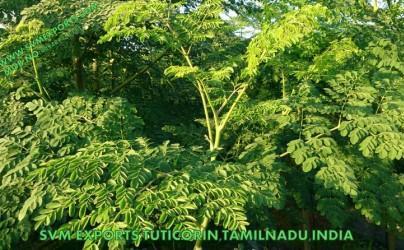 SVM EXPORTS INDIA Moringa Tea Cut Leaf 