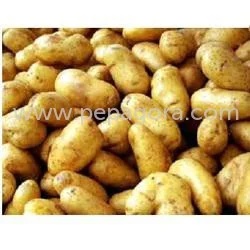 Potato