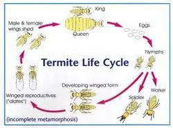 MTUyOTM=/mediabank/images/products/TermiteControlInsecticide1074488194_15293.webp