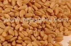 Agro Product - Cereals