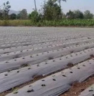 MTg5NjU=/mediabank/images/products/AgriculturalPlasticMulchFilmForCropProtection1935584870_18965.webp