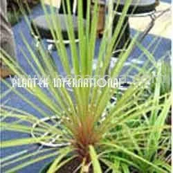 MTgxNzc=/mediabank/images/products/CordylineAustralisKrakatoa1709625243_18177.webp