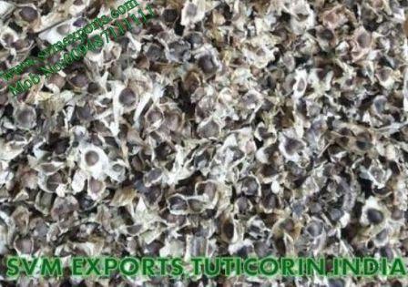 Best Moringa Conventional Seed Suppliers