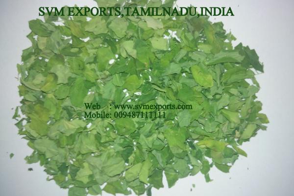 Moringa Dried Leaves Suppliers India