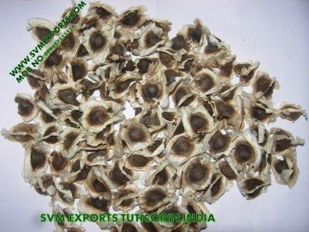 SVM EXPORTS INDIA Moringa PKM1 Seed