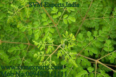 SVM EXPORTS INDIA Moringa Tea Cut Leaf