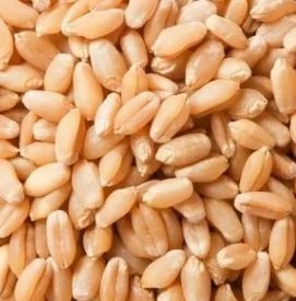Wheat