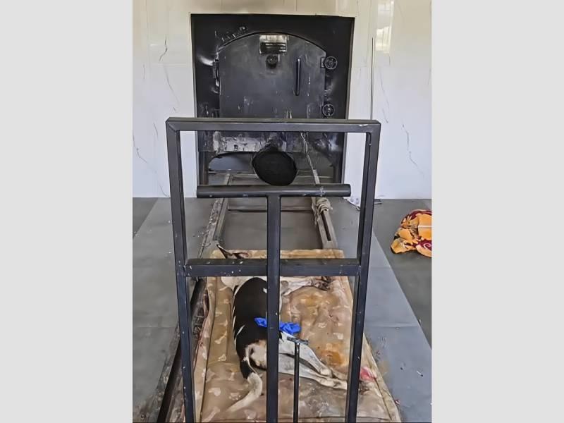 Small & Big Animal Crematorium