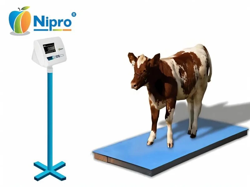 Cow Weighing Scale