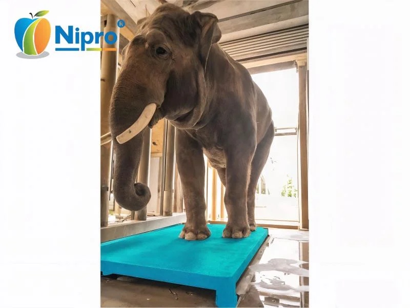 Elephant Weighing Scale