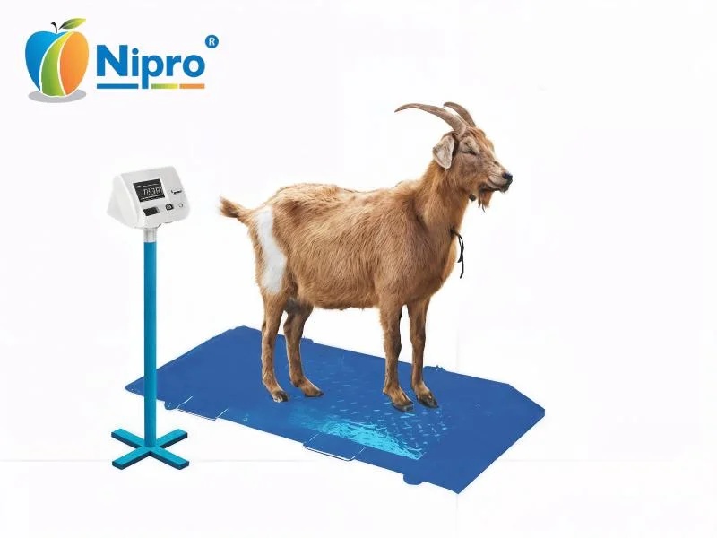 Goat Weighing Scale