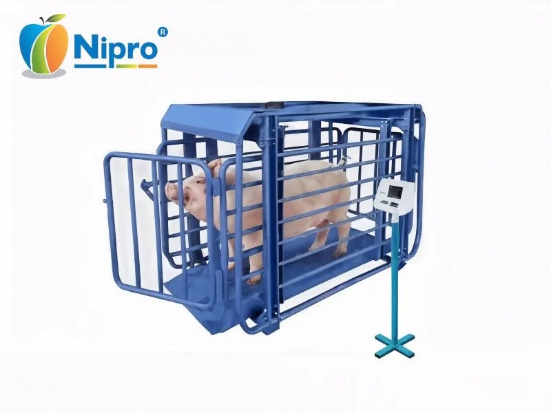 Pig Weighing Scale