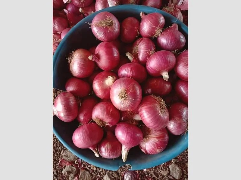 Big Onion 50mm+ – Fresh Large Onion – Bulk & Retail Supply