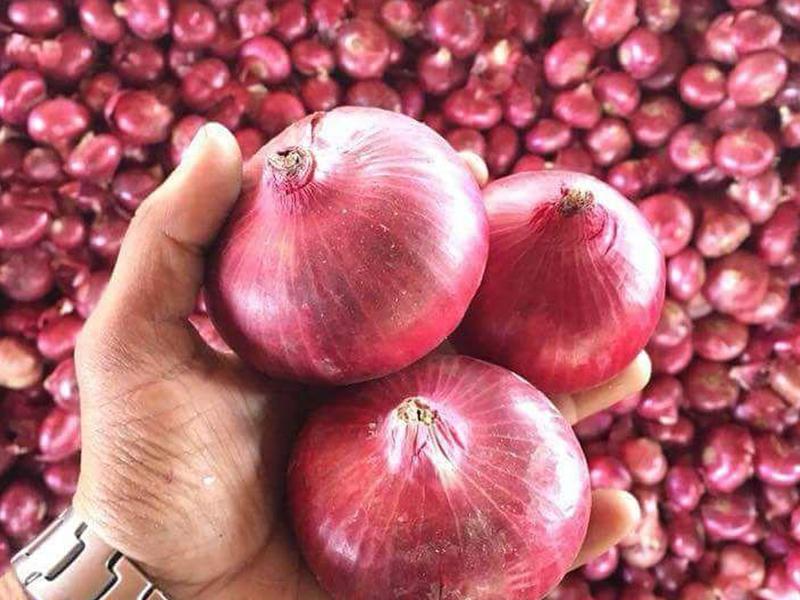 Big Onion 55mm+ – Premium Large Onion – Industrial & Home Use