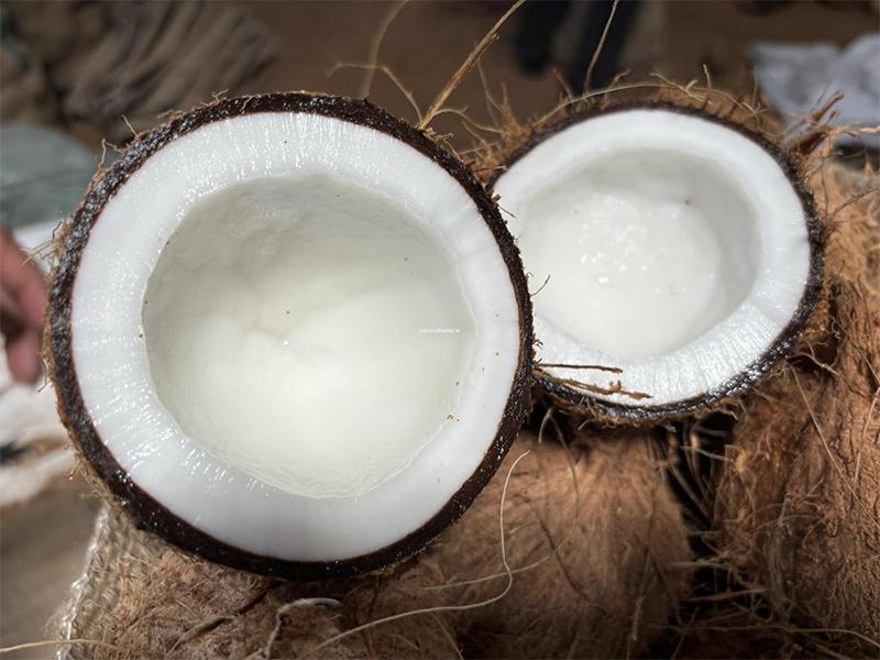 Coconuts 500–750 Grams – Premium Fresh Coconut – Wholesale & Retail