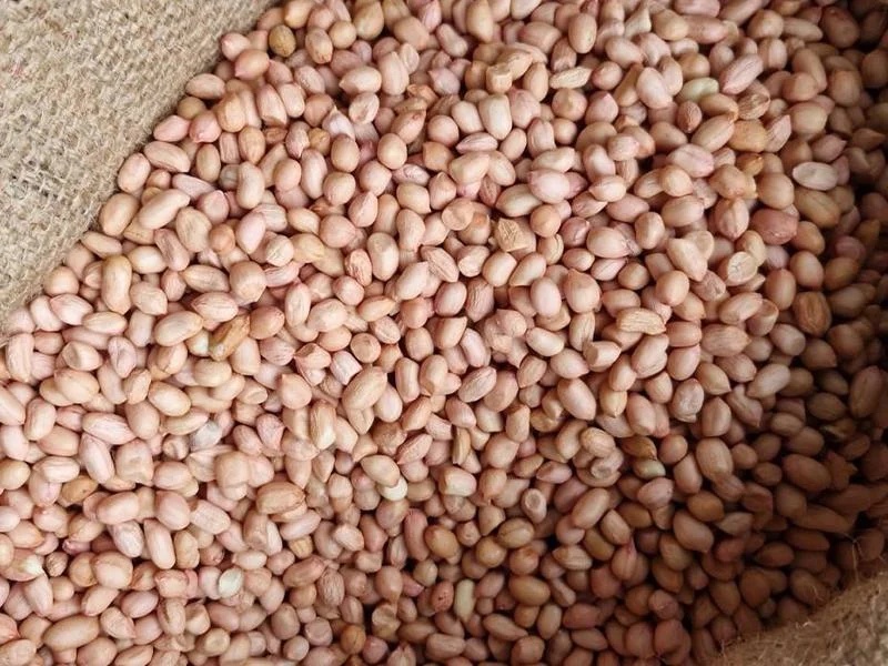 Groundnut Kernels – Premium Shelled Peanuts – Culinary & Snack Use