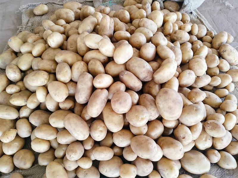 Potato – Fresh Table Potato – Culinary & Food Processing Use