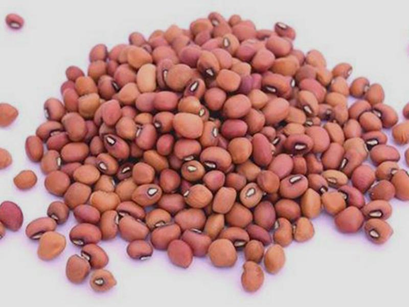 Red Cowpeas – Premium Whole Pulses – Food Industry & Home Use