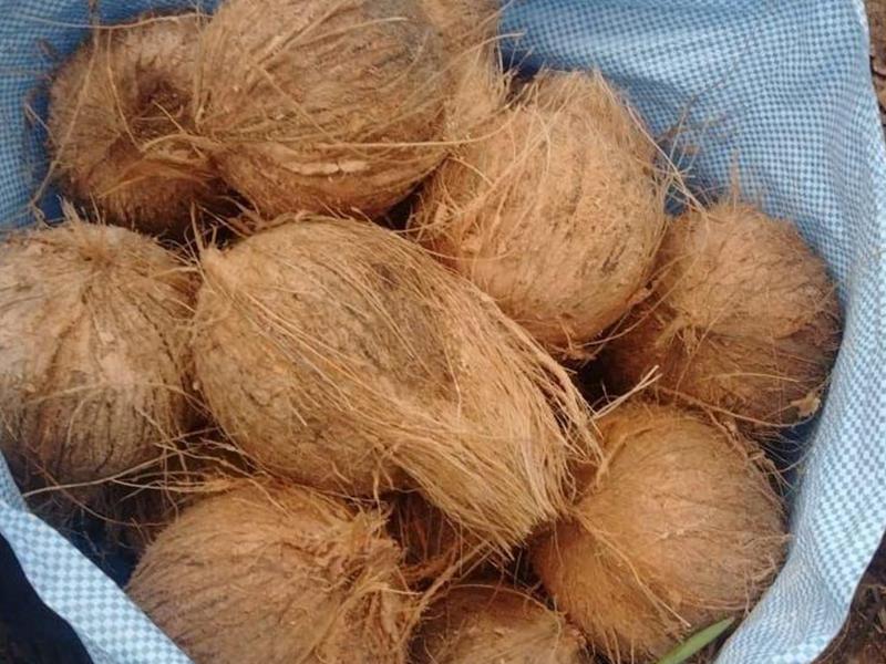Semi Husked Coconut – 13 Kg Pack – Ready-To-Sell Fresh Coconut