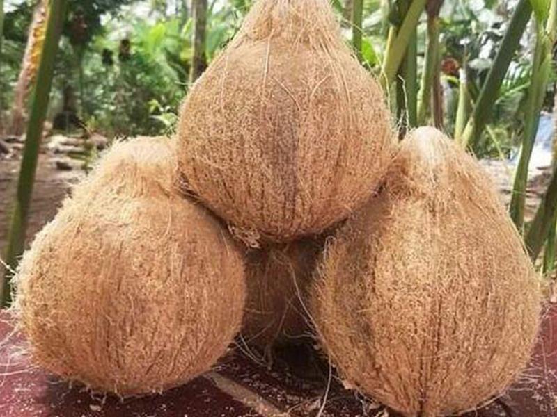 Coconuts
