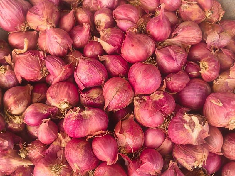 Shallot Onion (Sambar Onion) – Small Bulb Aromatic – Culinary Use