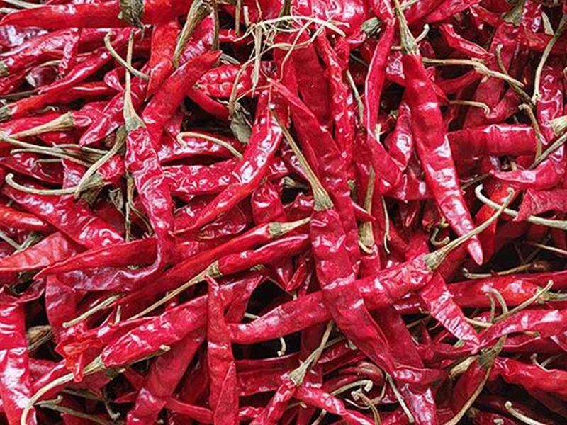 Teja Red Chilly – Premium Whole Red Chilli – Bulk & Retail Supply
