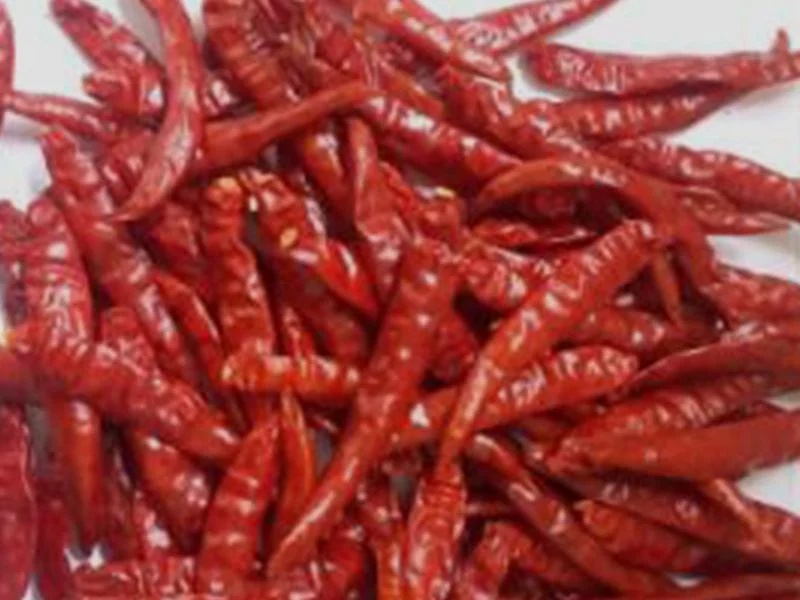 Teja Red Chilly Without Stem – Cleaned Whole Red Chilli – Food Industry Use