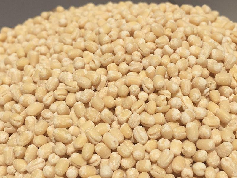 Urid Dal Whole SQ – Whole Black Gram – Culinary & Industrial Use