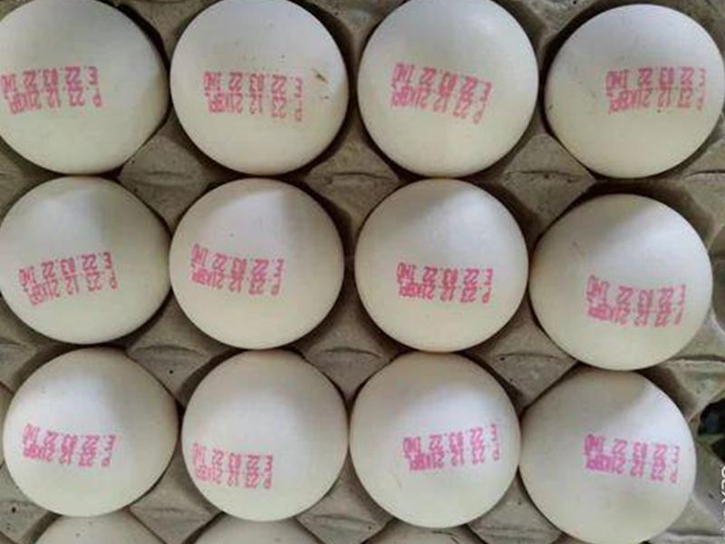 White Shell Chicken Eggs – Fresh Table Eggs – Retail & Food Use