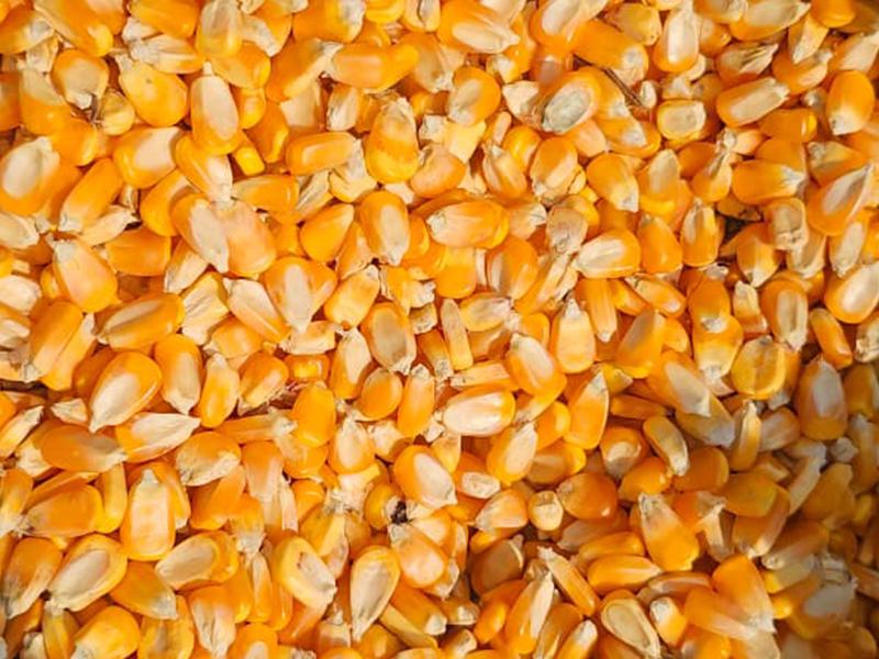 Grains