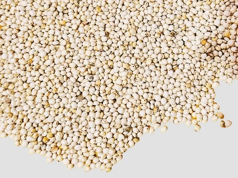 White Millet Seeds