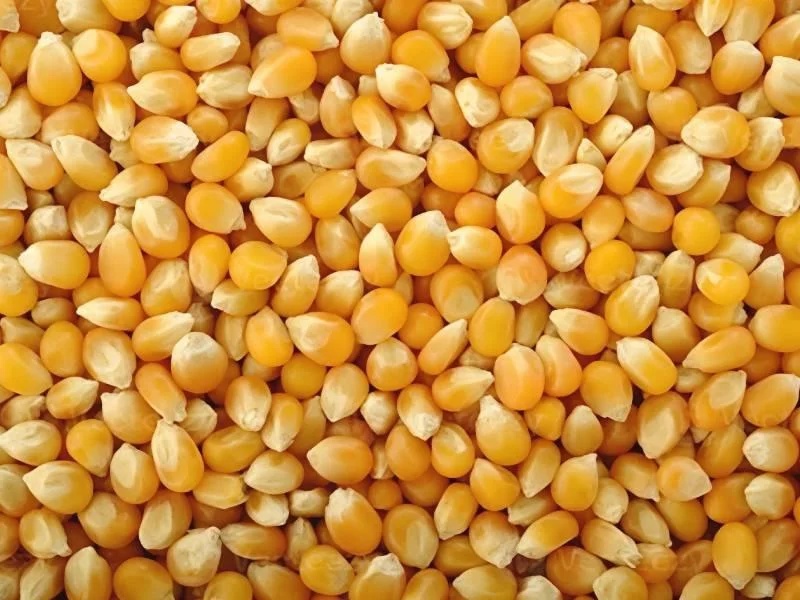 Seeds