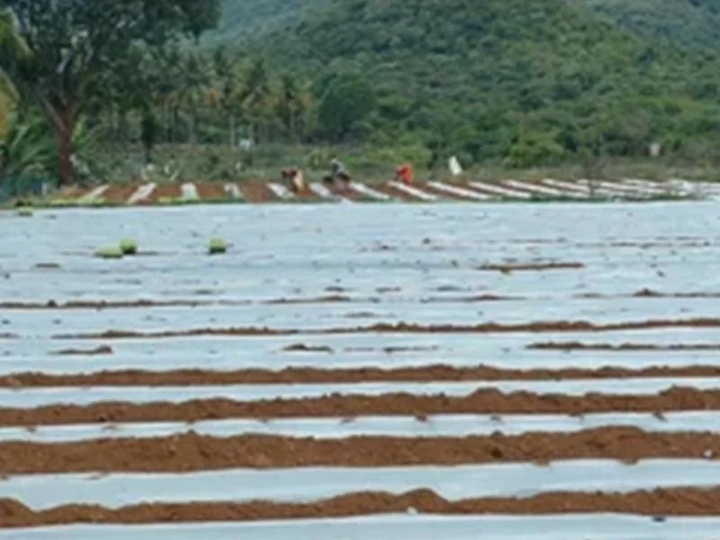 Plastic Agriculture Mulching Sheet