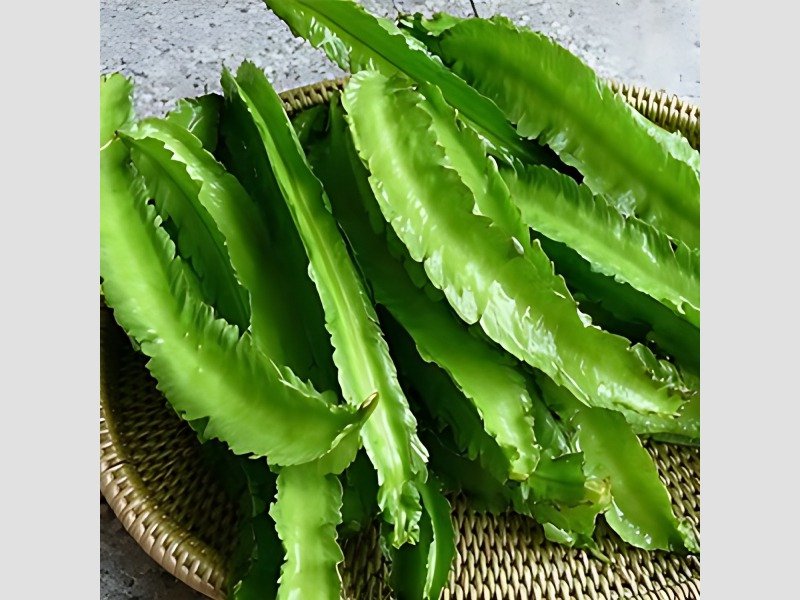 B Avarai Field Fresh Broad Beans for Wholesale Supply