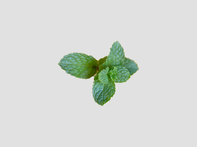 Mint Leaf Fresh Pudina Leaves For Culinary And Herbal Use