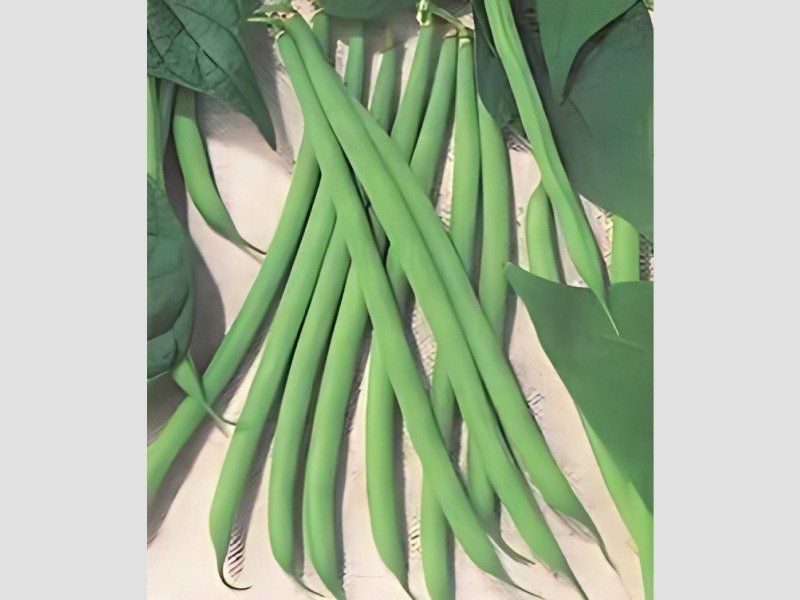 P Avarai Broad Beans Fresh Harvest for Traditional Recipes