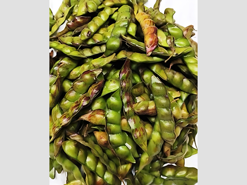 Thuvarai Fresh Pigeon Peas for Traditional Dishes