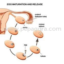 MjMxMzU=/mediabank/images/products/PermpanviCapsule127763995_23135.webp