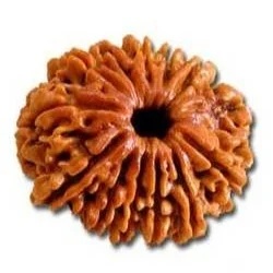Thirteen Mukhi Rudraksha