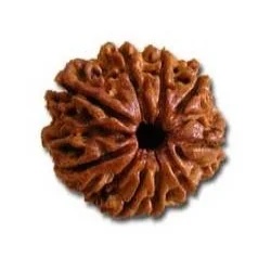 Nine Mukhi Rudraksha