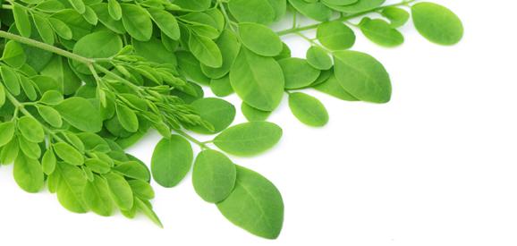 Moringa  Leaves