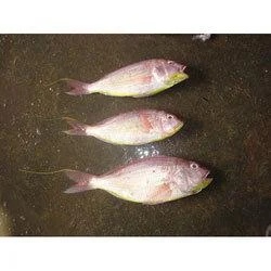 Japanese Threadfin Bream (JTB) Fish