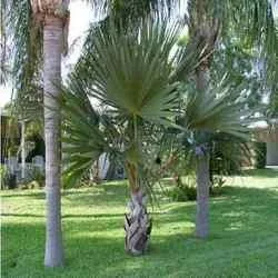 MzgwNQ==/mediabank/images/products/LataniaRed896877319_3805.webp
