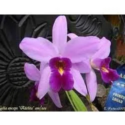 Mzk1NQ==/mediabank/images/products/Adilata334329394_3955.webp