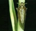 Antifeedant