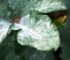 Fungicides