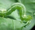 Pesticide