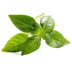 Indian Basil Oil