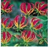Gloriosa superba for medicinal and export use
