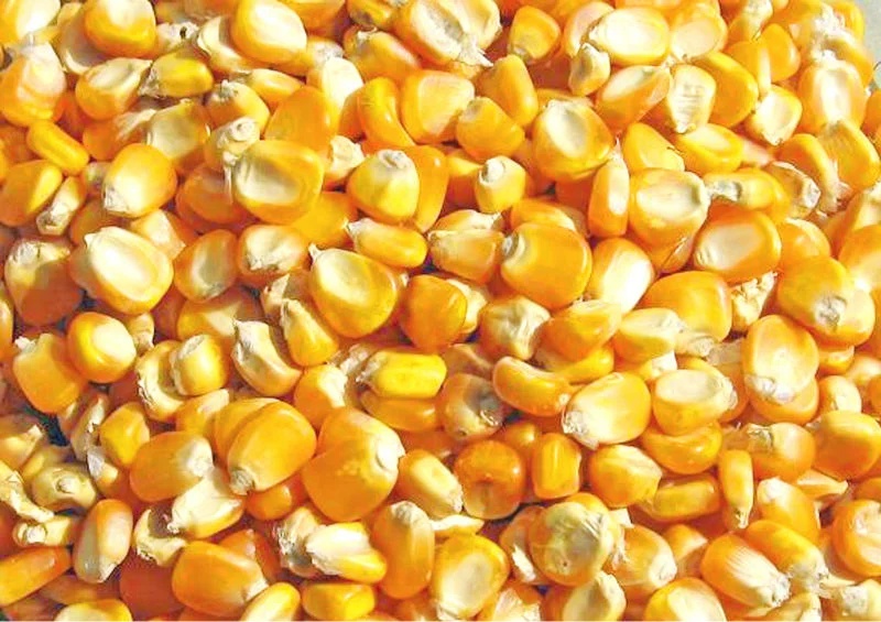 Maize corn